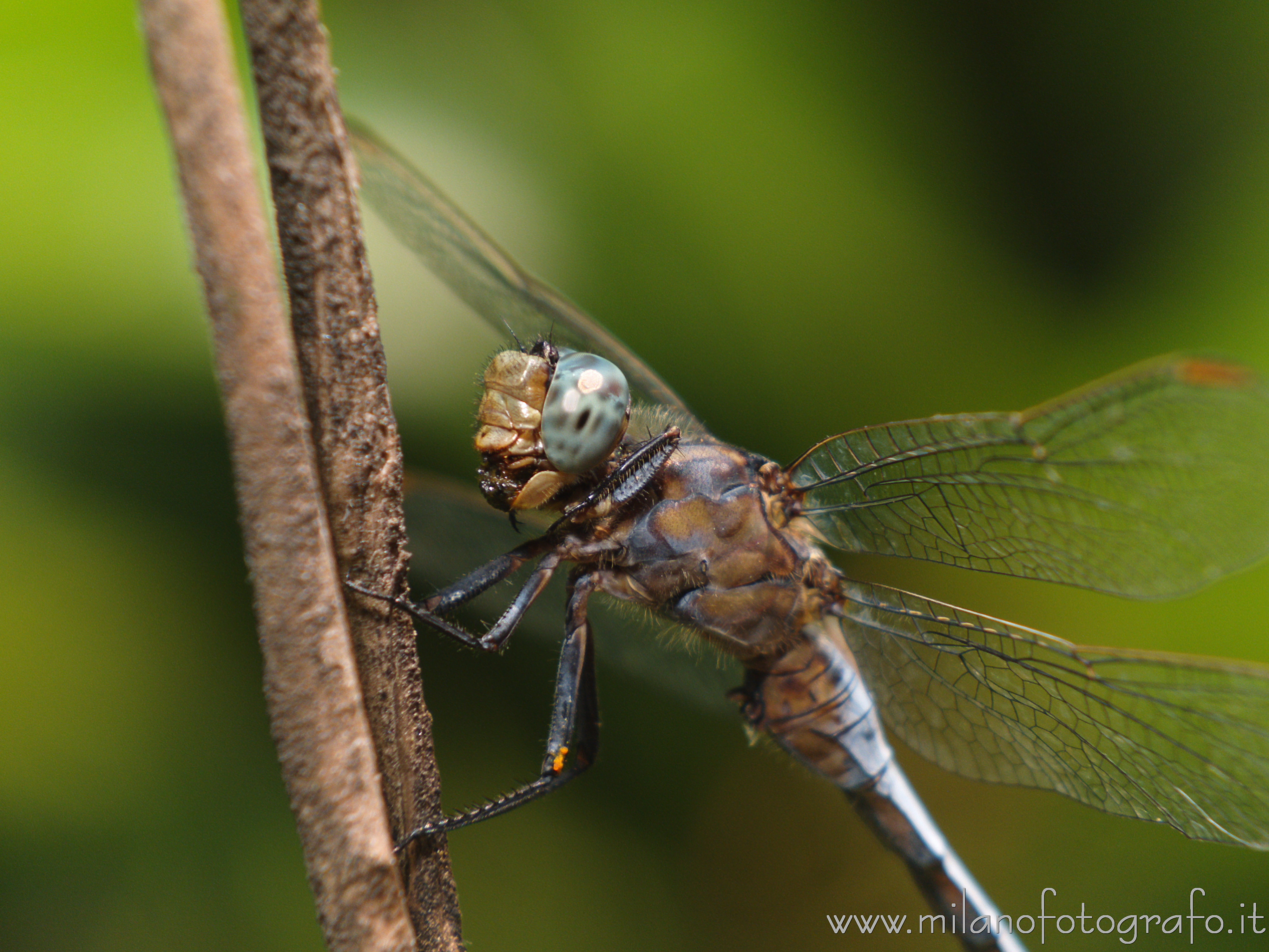 Cadrezzate (Varese) - Verosimilmente maschio di Orthetrum coerulescens di lato